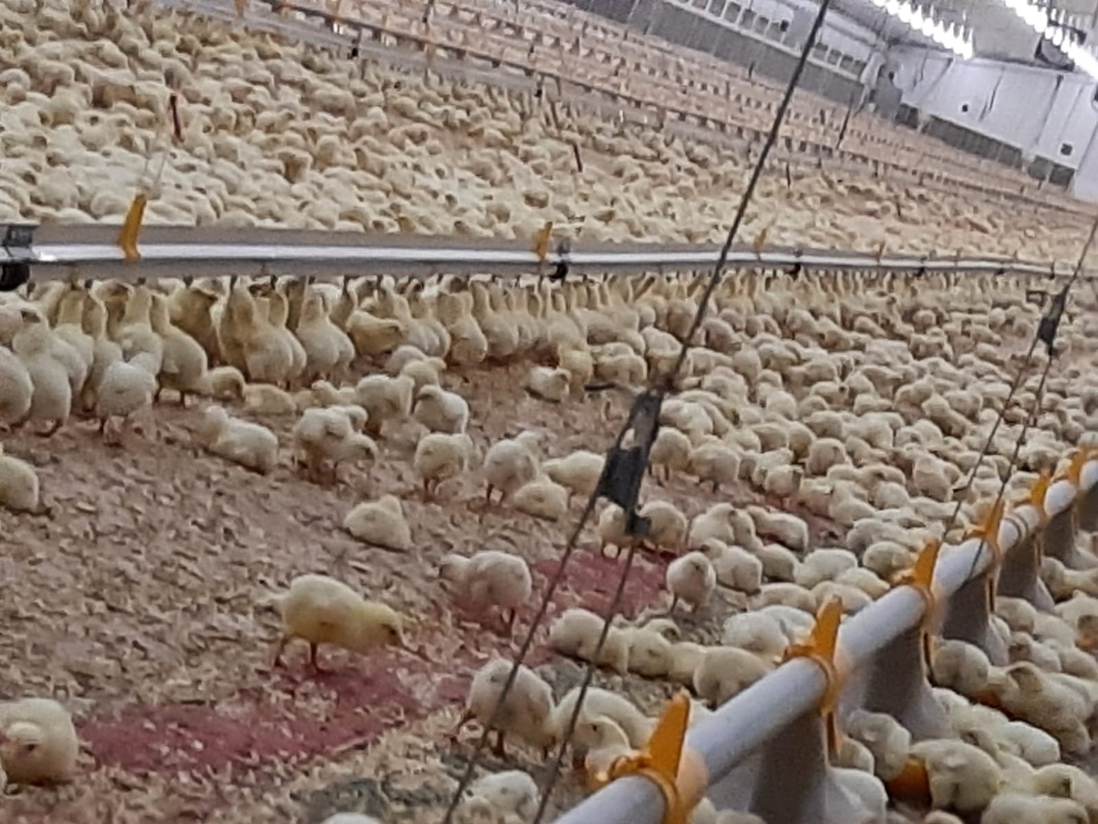 Agricultural Science Digest